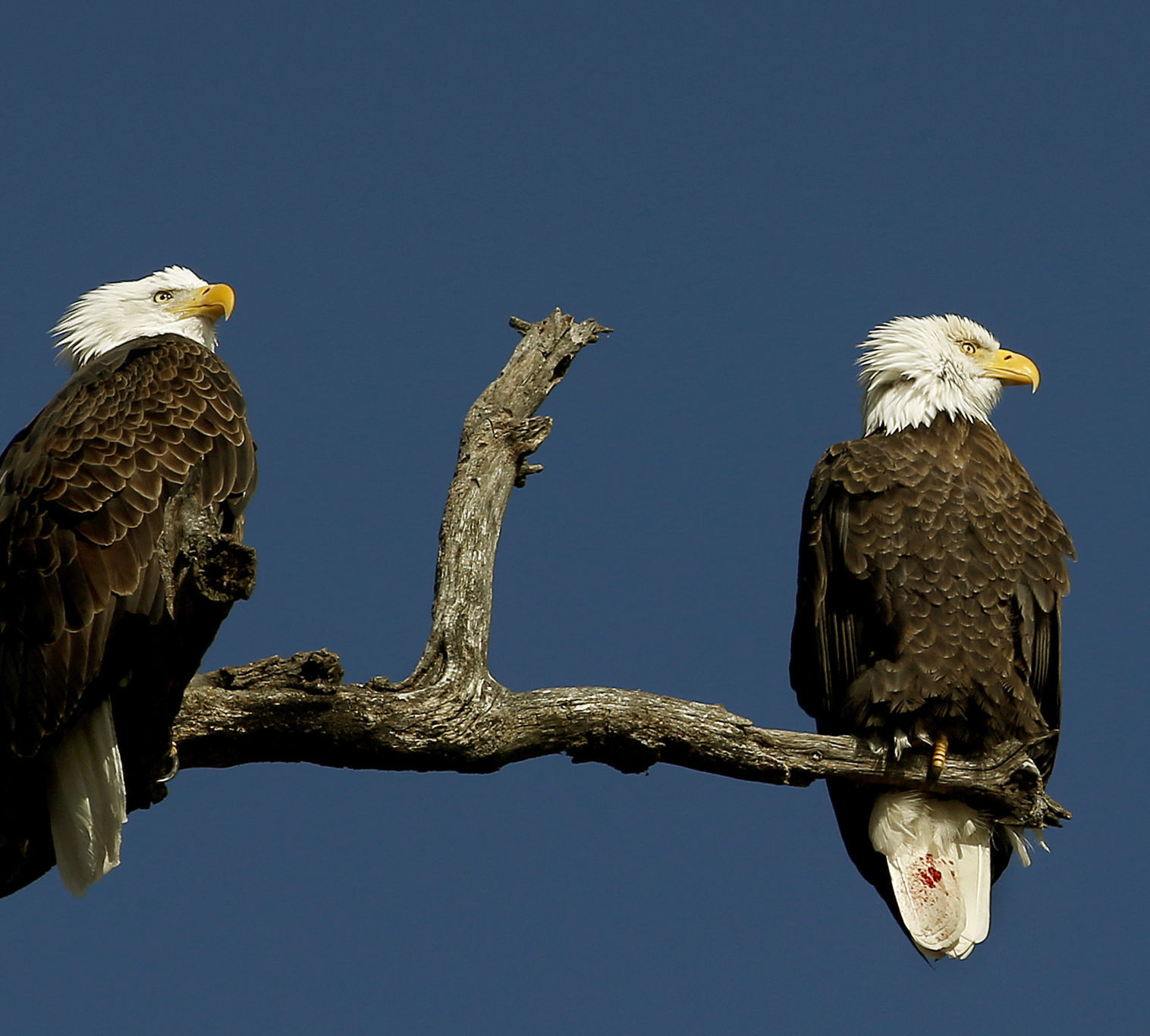 Outtakes: Eagles